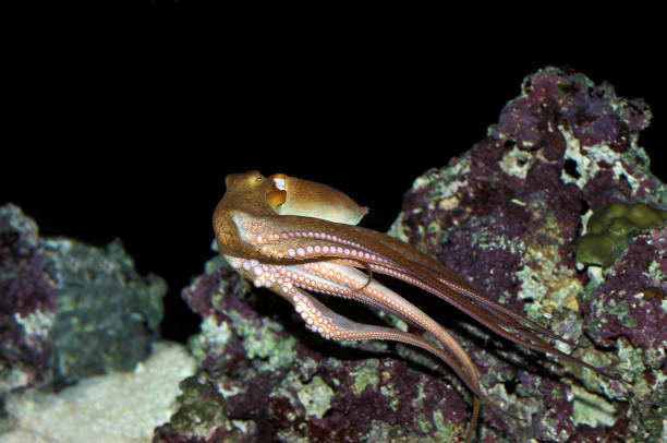 istock Octopus, octopus sp., Adult Swimming 1250450227