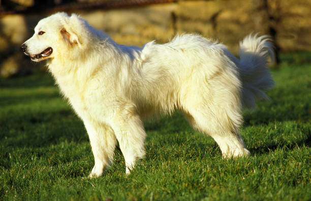 grande cane dei pirenei o cane da montagna dei pirenei, maschio seduto sull'erba - pyrenean foto e immagini stock