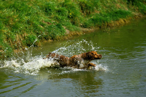 istock Brittany Spaniel, Adult Leaping in Water 1250450384