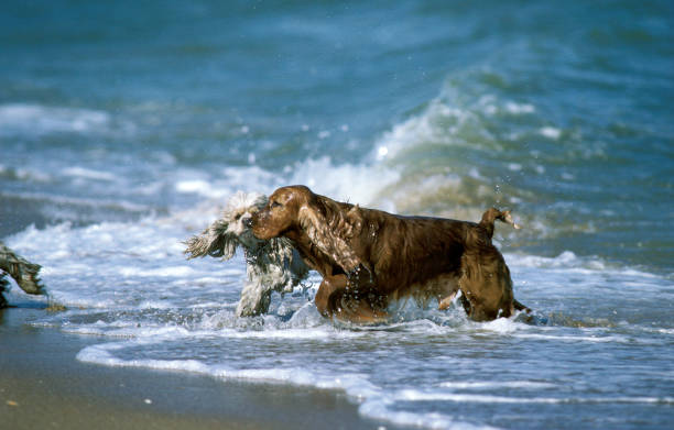 istock English Cocker Spaniel with Poodle, Adults Playing on Beach 1250450420