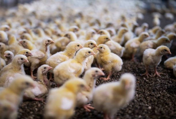 istock Baby Chicks In Professional Industry Chicken Farm. 1250451769