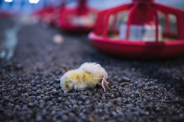 Group of young freshly-hatched chicks walk around the garden