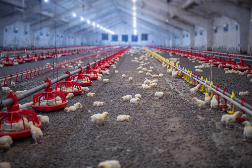 Professional Chicken Farm Indoor Exterior With Livestock.