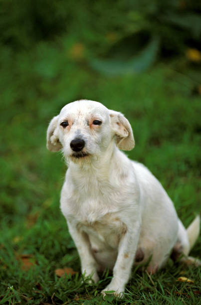 istock Domestic Dog, Female sitting on Grass 1250452052