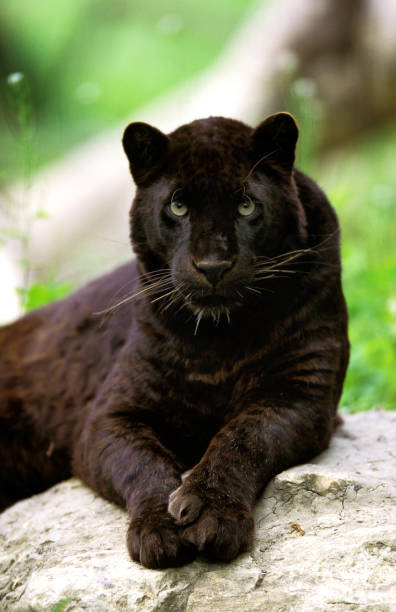 istock Black Leopard or Black Panther, panthera pardus, Adult 1250452054