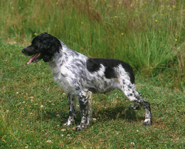 istock Brittany Spaniel, Adult standing on Grass 1250452098