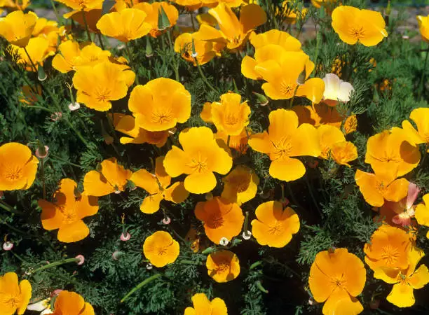 California Poppies, eschscholtzia californica