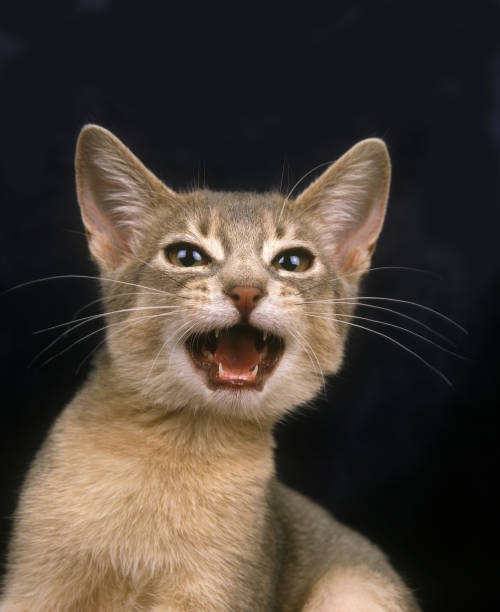 istock Blue Abyssinian Domestic Cat, Kitten Miaowing 1250452196