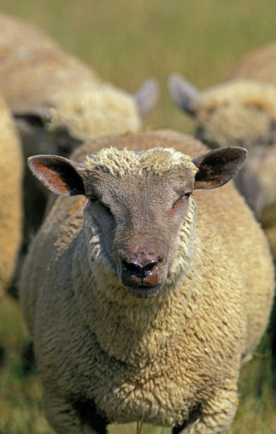 237 Sheep Rearing Stock Photos, Pictures & Royalty-Free Images - iStock