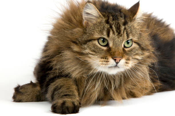 istock Angora Domestic Cat, Male against White Background 1250452293