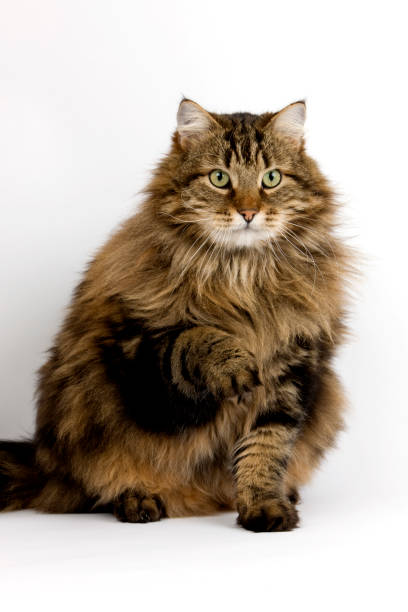 istock Angora Domestic Cat, Male against White Background 1250452297