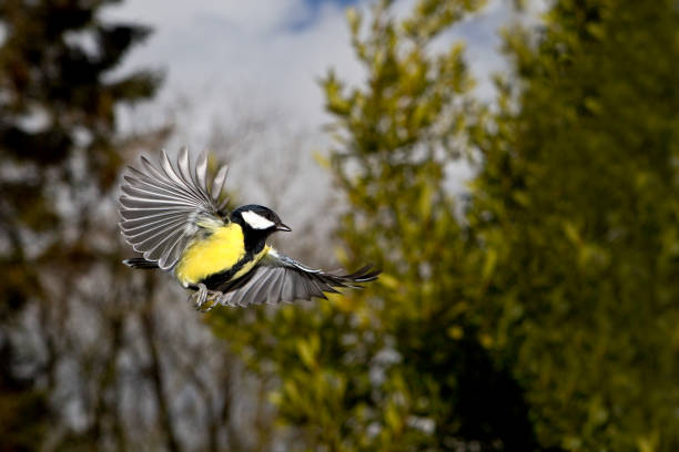 istock Great Tit, parus major, Male in Flight, Normandy 1250452299