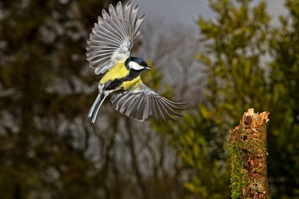 istock Great Tit, parus major, Male in Flight, Normandy 1250452373