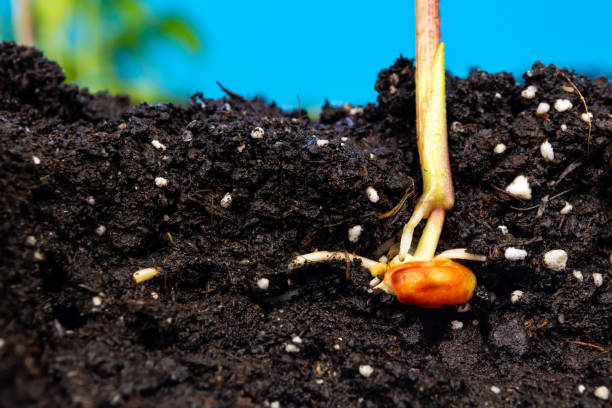 istock sprouts of corn soil with exposed roots emanating from grain 1250452463