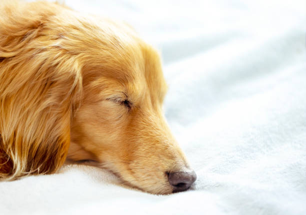 istock pretty dachshund sleeps sweetly in a bed on light blue blanket. 1250454210