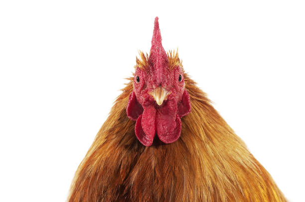 istock Brahma Perdrix Chicken, an Breed from India, Cockerel against White Background 1250455219