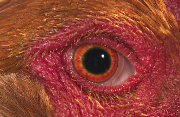 istock Brahma Perdrix Chicken, an Breed from India, Close-up of Eye 1250455228
