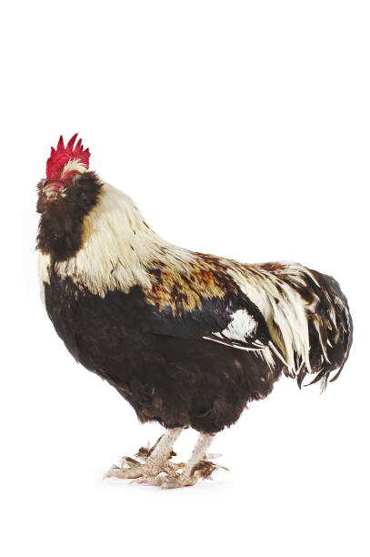 istock French Chicken called Faverolle, Cockerel against White Background 1250455247