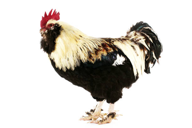 istock French Chicken called Faverolle, Cockerel against White Background 1250455251