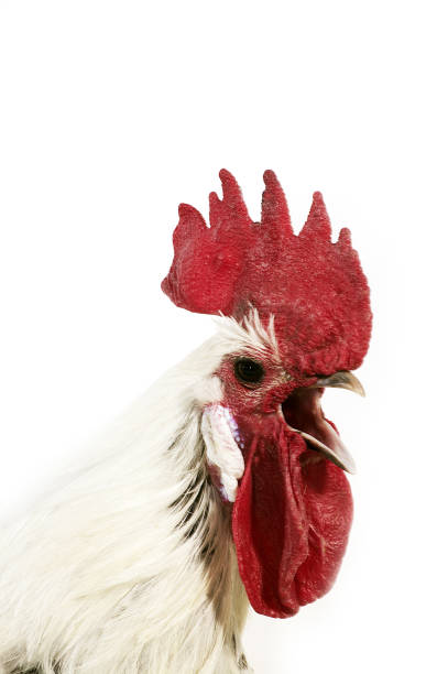 istock Brakel or Braekel Chicken, a Belgian Breed, Cockerel against White Background 1250455253