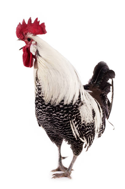 istock Brakel or Braekel Chicken, a Belgian Breed, Cockerel against White Background 1250455267