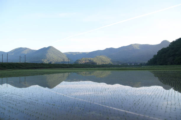 istock mountains and sky on water mirror of rice paddy field 1250455287