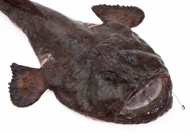 istock Monkfish, lophius piscatorius, Fresh Fish against White Background 1250455350