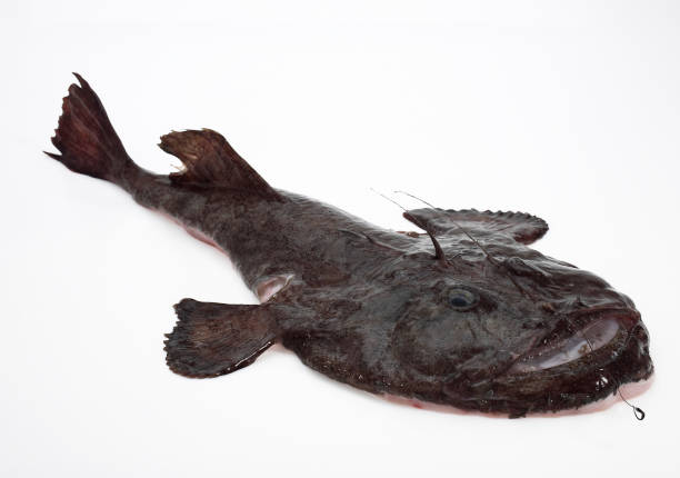 istock Monkfish, lophius piscatorius, Fresh Fish against White Background 1250455351