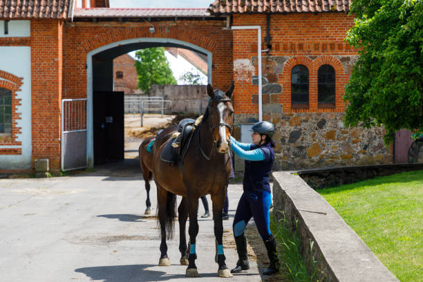 istock Rider saddles the horse before training 1250455960