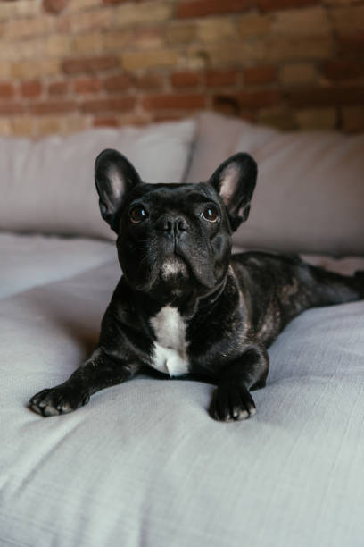 istock cute french bulldog looking up while lying on sofa 1250456055
