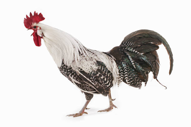 istock Brakel or Braekel Chicken, a Belgian Breed, Cockerel against White Background 1250456814