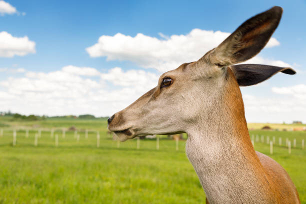Portrait of the red deer in the summertime