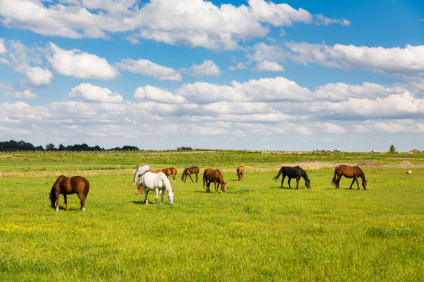 istock Herd of horses on the pasture 1250457474