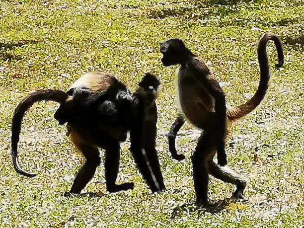 Spider monkey walking like a human. Passing looks toward a female with her baby on board.