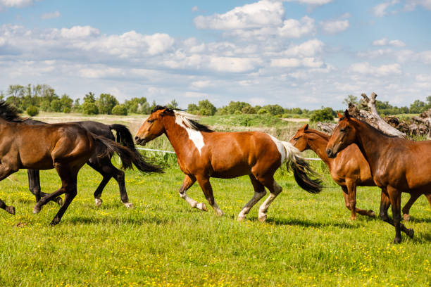 istock Herd of horses is running on the pasture 1250457519