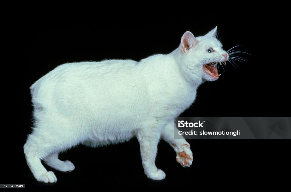 Kucing Domestik Manx Ras Kucing Tanpa Ekor Orang Dewasa Menggeram