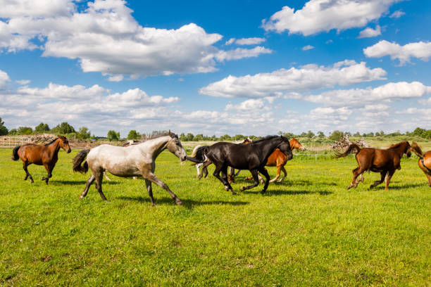Herd of horses is running on the pasture in the summertime