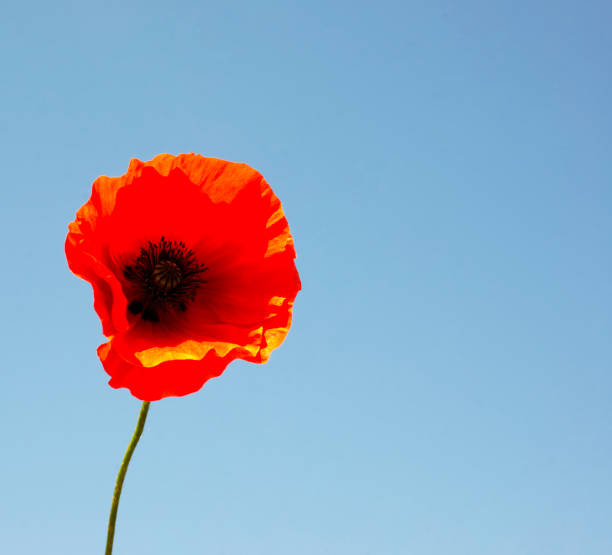 Scarlet poppy on a background of blue sky. Flower head. Copy space for text. Scarlet poppy on a background of blue sky. Flower head. Copy space for text. corn poppy photos stock pictures, royalty-free photos & images