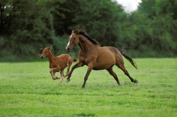 Man is riding horse