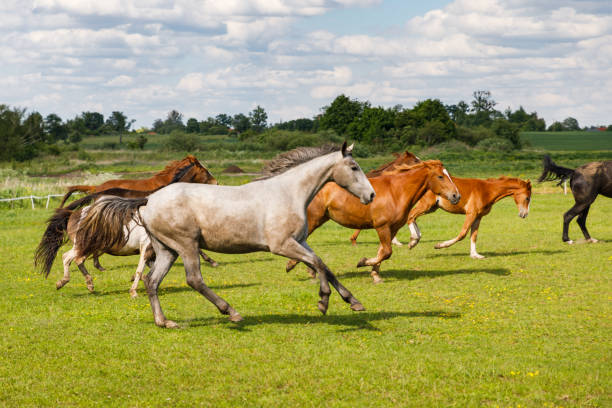 istock Herd of horses is running on the pasture 1250457651
