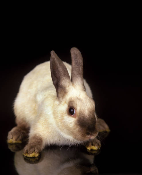 istock Dwarf Rabbit, Adult against Black Background 1250457768