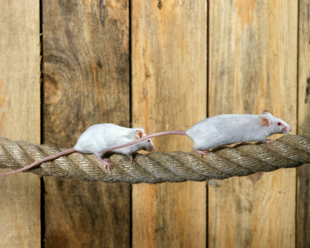 istock White Mouse, mus musculus, Adults standing on Rope 1250457795
