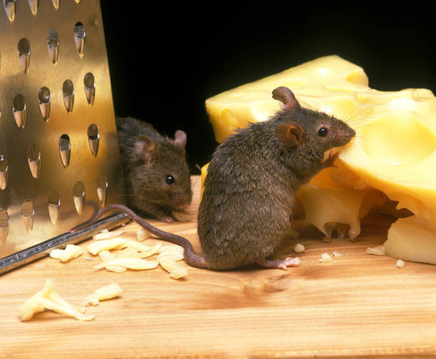 House Mouse, mus musculus, Adult Eating Emmental Cheese House Mouse, mus musculus, Adult Eating Emmental Cheese mus musculus stock pictures, royalty-free photos & images