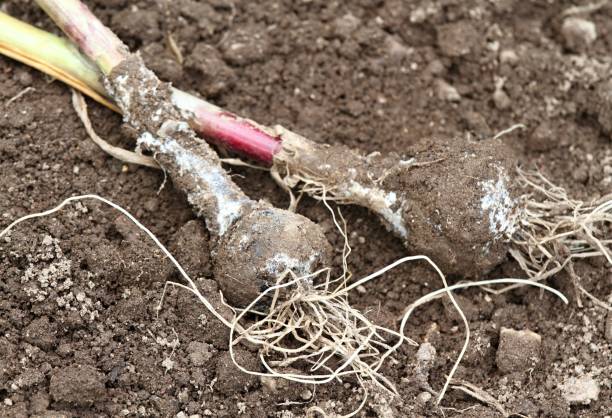 istock Fungal disease on garlic plants after rainy days 1250459439