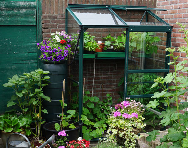 ein kleiner garten mit kleinem gewächshaus in der stadt. anbau eigener blumen und pflanzen und gemüse. urbaner kleiner botanischer englischer garten auf einer kleinen fläche. - gewächshäuser stock-fotos und bilder