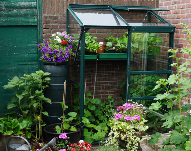 A small garden with little greenhouse in the city. Growing own flowers and plants and vegetables. Urban small botanical english garden on a little area. A small garden with little greenhouse in the city. Growing own flowers and plants and vegetables. Urban small botanical english garden on a little area. greenhouse stock pictures, royalty-free photos & images
