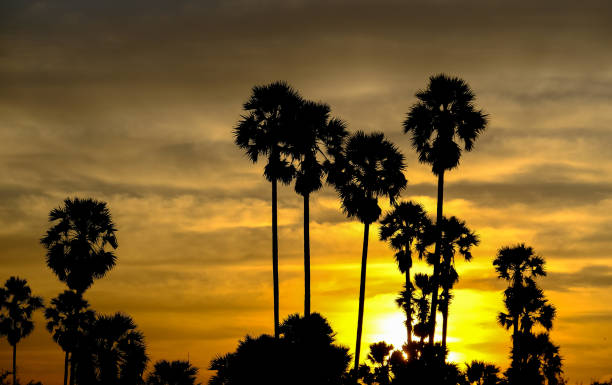 istock Silhouette Palm Trees Against Sky During Sunset 1250460466