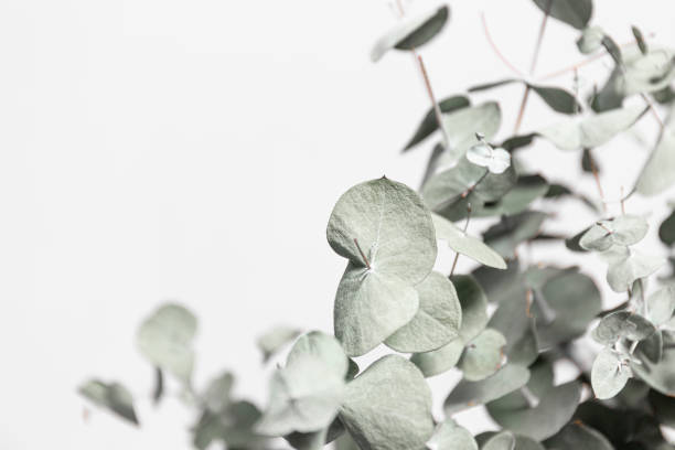istock Eucalyptus leaves on white background 1250460525