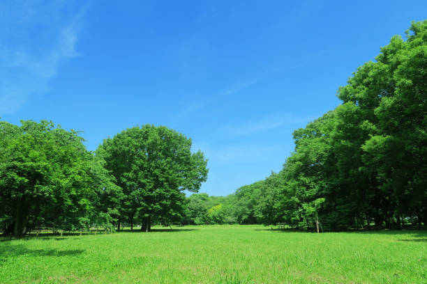 Blue sky and clouds and fresh green