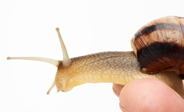 istock male hand holds a brown snail on a white background 1250460650